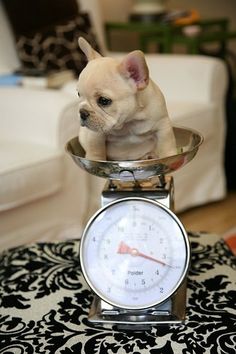 a small dog sitting on top of a scale with a clock in front of it