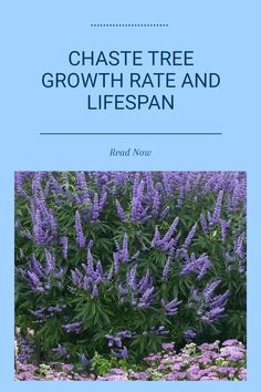 the front cover of chase tree growth rate and lifespan, with purple flowers