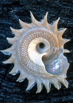 the shell is shaped like a fish's eye