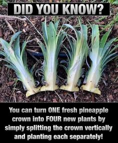 Growing Pineapple, Pineapple Planting, Growing Fruit Trees, Plants Growing, Backyard Vegetable Gardens, Veg Garden, Home Vegetable Garden, Container Gardening Vegetables