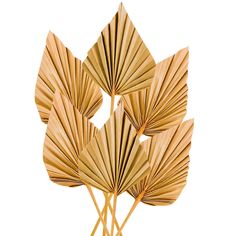 four fan shaped wooden sticks are arranged in the shape of leaves on a white background