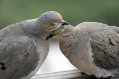 two birds are kissing each other on a branch