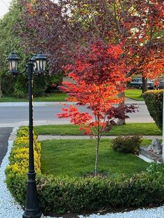 a street light sitting next to a lush green park filled with lots of trees and bushes