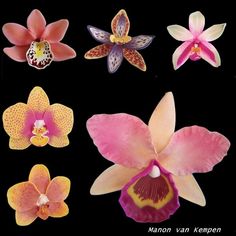 four different types of orchids are shown in this image, one is pink and the other is yellow