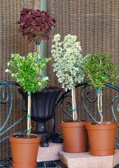 four potted plants sitting on top of a table