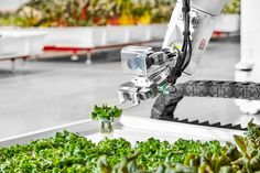 a robot is working on some plants in a greenhouse