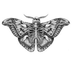 a black and white drawing of a moth