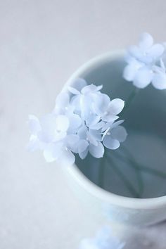 small white flowers in a glass vase on a table with light reflecting off the surface