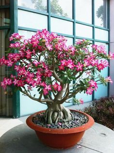 a bonsai tree with pink flowers in a pot