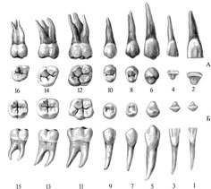 Постоянные зубы Teeth Anatomy, Dental Assistant Study, Teeth Drawing, Dental Aesthetics, Dental Photography, Dentistry Student