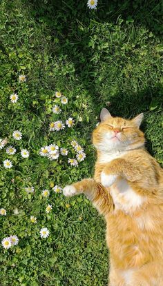 an orange and white cat laying on its back in the grass next to daisies