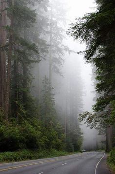 the road is surrounded by tall trees and fog