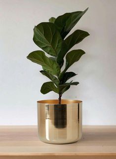 a potted plant sitting on top of a wooden table