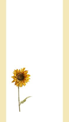 a single sunflower in front of a white background