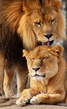 two lions standing next to each other with their mouths open