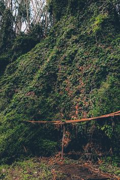 a man walking across a lush green forest covered in leaves and vines on a rope