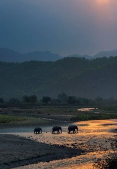 three elephants walking across a river at sunset