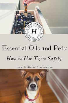 Essential Oils and Pets: How to Use Them Safely | Herbal Academy | If you've wondered about essential oils and pets, you can use them safely if you follow some relatively simple guidelines. Herbal Academy, Botanics Skin Care, Natural Pet Care, Are Essential Oils Safe, Essential Oil Safety, Homemade Cleaning Products