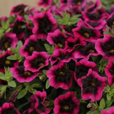 pink and black petunias with green leaves