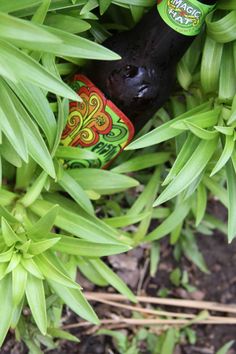 an empty beer bottle sitting in the middle of some green plants and grass with leaves around it