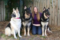 three german shepherd dogs sitting next to a woman