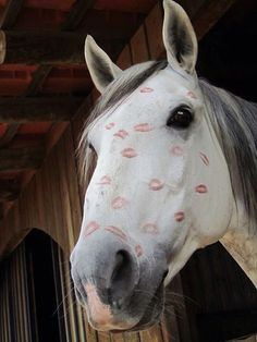 a white horse with red spots on it's face