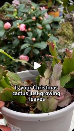 someone is holding a potted plant in their hand with the words, is your christmas cactus just growing leaves?