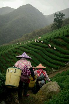 two people carrying buckets on their backs walking up a hill with rows of tea bushes in the background