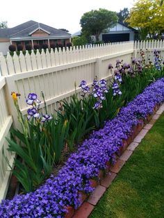 purple flowers line the side of a white picket fence