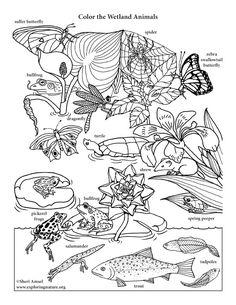 an animal life cycle coloring page with animals and plants in the water, including fish, butterflies