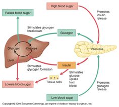 diagram of the human livers and their functions in blood sugar, bronchine glycogen, high blood sugar