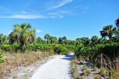 a dirt road surrounded by palm trees and grass