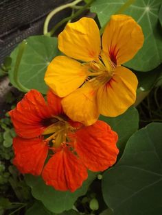 two orange and yellow flowers in the middle of some green leaves, next to a wooden bench