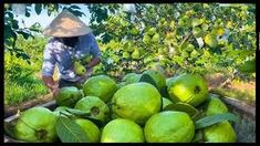 Organic Guava Farming focuses on growing guavas without synthetic chemicals, ensuring healthy fruit production. This method supports biodiversity and maintains soil health, providing a natural approach to farming that benefits both the farmer and the environment.



Organic Guava Farming involves using organic fertilizers, compost, and natural pest control methods. Farmers avoid artificial inputs, promoting a more sustainable farming p...

#PremiumContent #PremiumContent #Opcional #PremiumConten