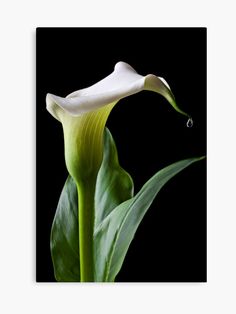 a white flower with drops of water on it's petals, in front of a black background