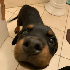 a black and brown dog looking up at the camera