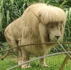 a large furry animal standing on top of a lush green grass covered field next to tall plants