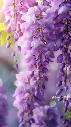 purple flowers are hanging from the branches