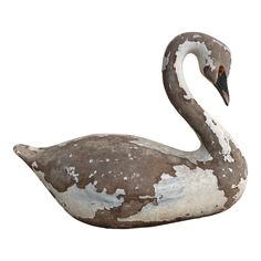 a white and brown swan is sitting on the water with its head turned to the side