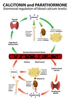 the diagram shows how blood cells are attached to each other and what they look like