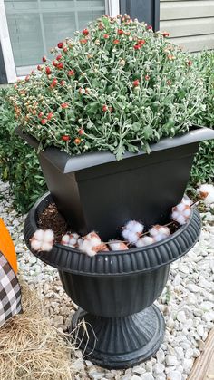 a potted plant with cotton balls in it