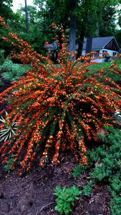 an orange flower bush in the middle of a garden