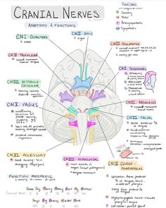 the human brain is labeled in several different languages, including words and pictures on it