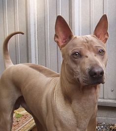 a tan dog standing in front of a white wall and looking at the camera with one eye open