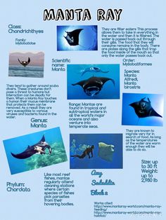 many different types of sea animals in the ocean with captioning information about them