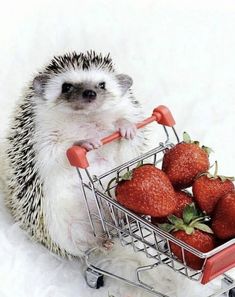 a hedgehog pushing a shopping cart full of strawberries