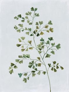 a plant with green leaves is shown on a white background in this image, it appears to be pressed onto paper