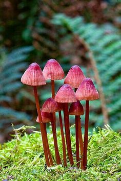 four pink mushrooms are growing out of the ground in front of green grass and ferns