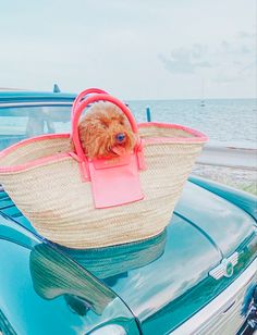 a dog is sitting in a pink purse on top of a car by the ocean