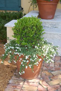 a potted plant sitting on top of a brick walkway next to a stone step